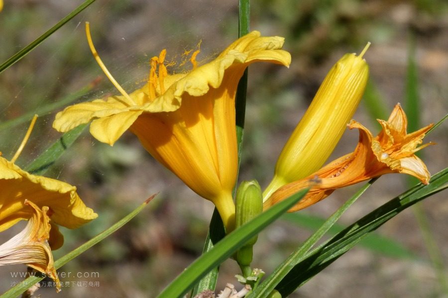 風(fēng)途科技：種植黃花菜需要什么氣候條件？